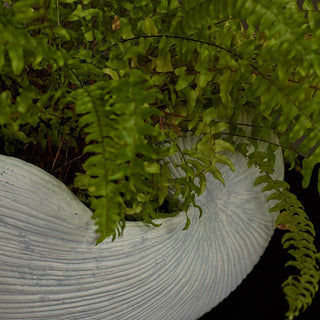 Planter Shell | White brushedOriana BHomewares