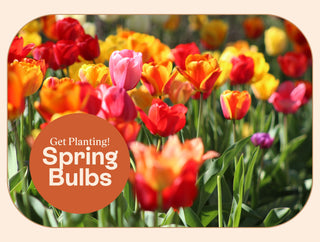 Get Planting: It's Spring Bulb Time!