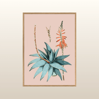 Aloe Vera Print | 50x70