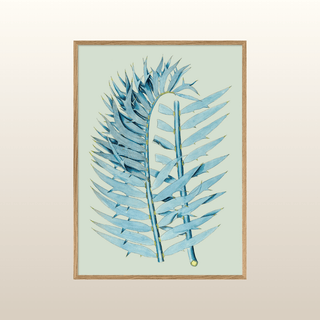 Zamia Horrida Print | 50x70