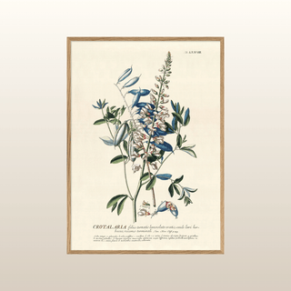 Blue Crotalaria Branch Print | 50x70