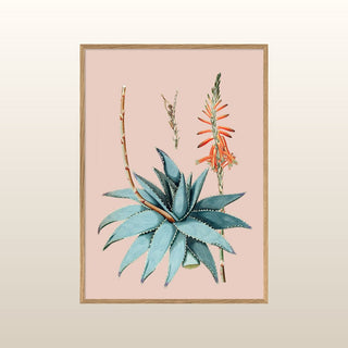 Aloe Vera Print | 50x70 in Homewares from Oriana B www.orianab.com