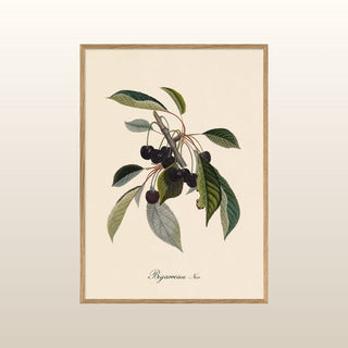 Black Cherries with Leaves Print | 2 Sizes Available in Homewares from Oriana B www.orianab.com