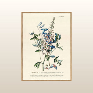 Blue Crotalaria Branch Print | 50x70 in Homewares from Oriana B www.orianab.com