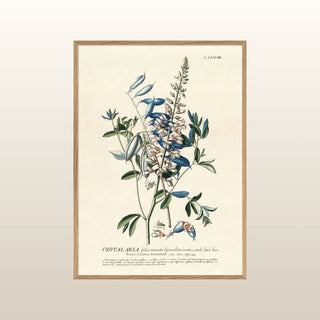 Blue Crotalaria Branch Print | 50x70 in Homewares from Oriana B www.orianab.com