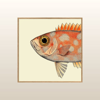 Half Spotted Fish Print | 61x61 in Homewares from Oriana B www.orianab.com