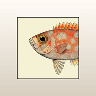 Half Spotted Fish Print | 61x61 in Homewares from Oriana B www.orianab.com