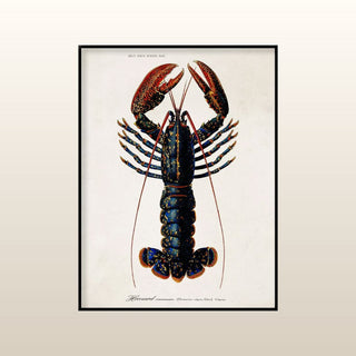 Lobster Print | 2 Sizes Available in Homewares from Oriana B www.orianab.com