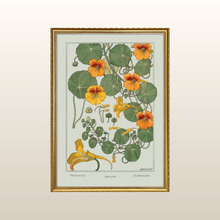 Nasturtium Print with Gold Frame | 40x30 in Homewares from Oriana B www.orianab.com