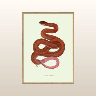 Pink & Red Snake Print | 70x50 in Homewares from Oriana B www.orianab.com