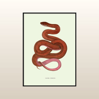Pink & Red Snake Print | 70x50 in Homewares from Oriana B www.orianab.com