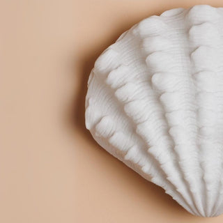 Scallop Shell Wall Light in Lighting from Oriana B www.orianab.com