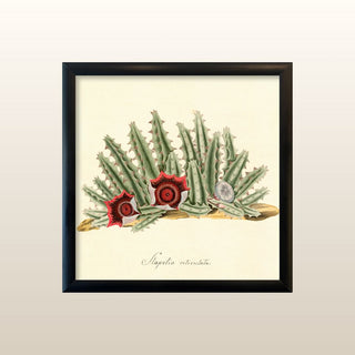 Square Cactus Mini Print | 17x17 in Homewares from Oriana B www.orianab.com