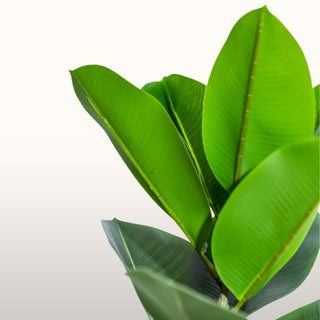 Tall Ornamental Potted Rubber Plant in Homewares from Oriana B www.orianab.com