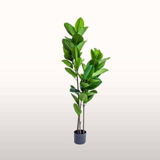 Tall Ornamental Potted Rubber Plant in Homewares from Oriana B www.orianab.com