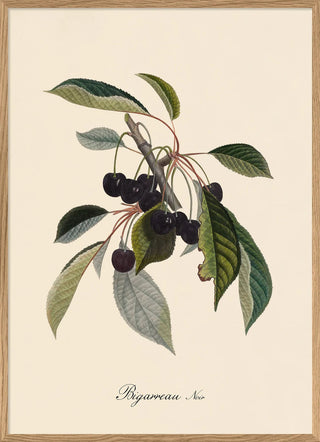 Black Cherries with Leaves Print | 2 Sizes Available in Homewares from Oriana B www.orianab.com