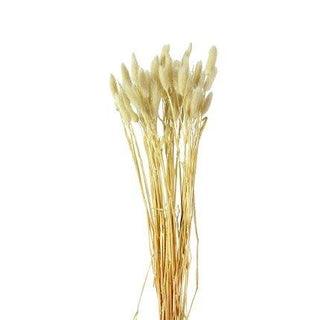 Bunch of White Lagurus in Archived from Oriana B www.orianab.com