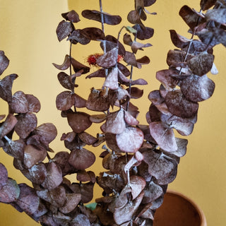 Dried Burgundy EucalyptusOriana BHomewares