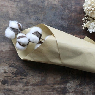 Dried Cotton Stem in Homewares from Oriana B www.orianab.com