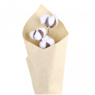 Dried Cotton Stem in Homewares from Oriana B www.orianab.com