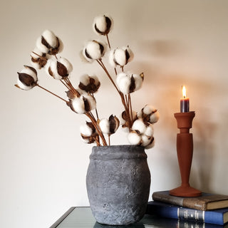 Dried Cotton Stem in Homewares from Oriana B www.orianab.com