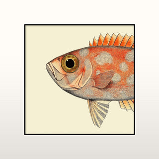 Half Spotted Fish Print | 61x61 in Homewares from Oriana B www.orianab.com