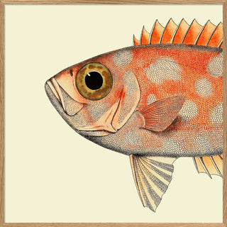 Half Spotted Fish Print | 61x61 in Homewares from Oriana B www.orianab.com