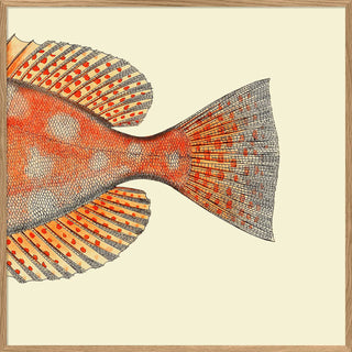 Half Spotted Fish Tail Print | 61x61 in Homewares from Oriana B www.orianab.com