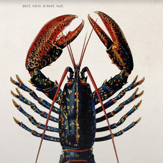 Lobster PrintOriana BHomewares