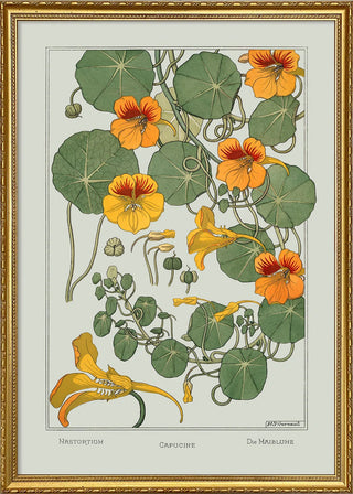 Nasturtium Print with Gold Frame | 40x30 in Homewares from Oriana B www.orianab.com