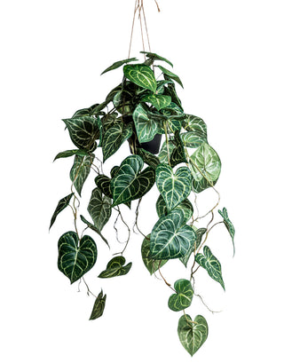 Ornamental Hanging Vine in Black Pot in Homewares from Oriana B www.orianab.com