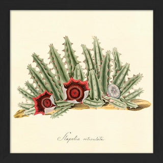 Square Cactus Mini Print | 17x17 in Homewares from Oriana B www.orianab.com